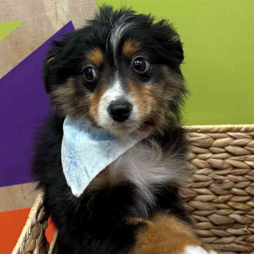 Male Mini Aussie puppy named Jack for sale at Petland Wichita West.