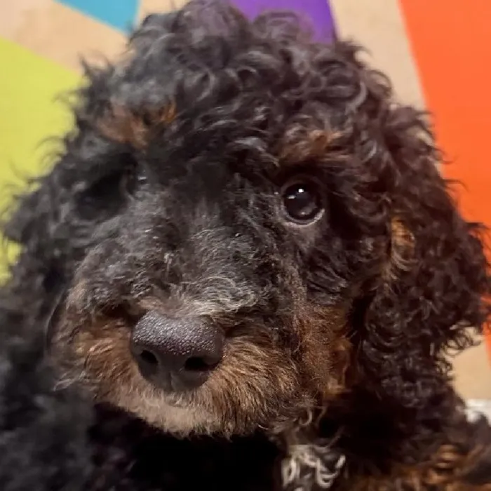 Male Moyen Poodle Puppy for Sale in Fayetteville, AR image