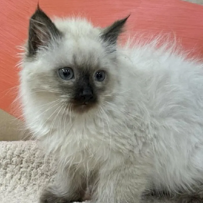 Male Ragdoll Kitten for Sale in Wichita, KS