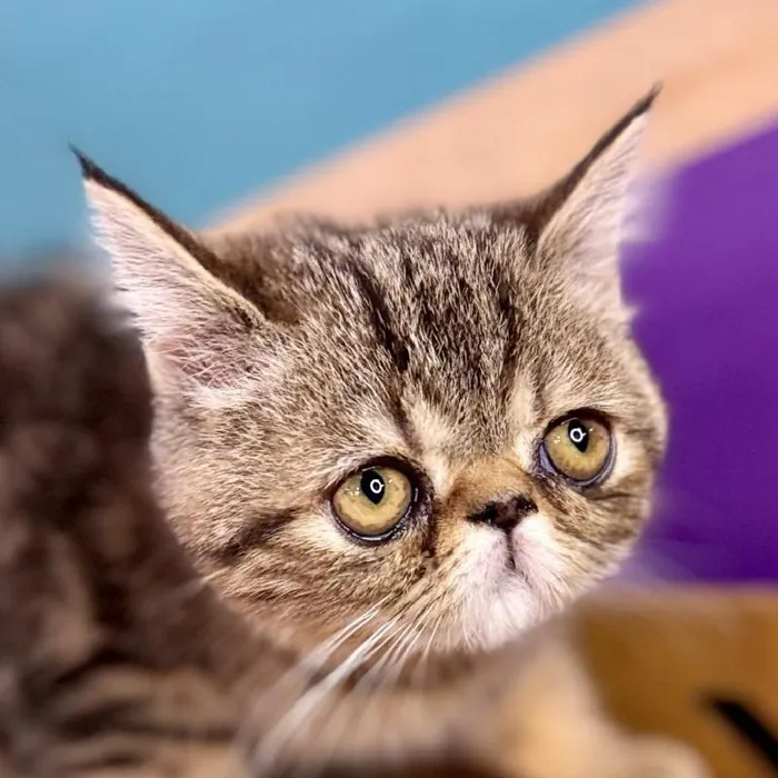 Female Exotic Kitten for Sale in Wichita, KS