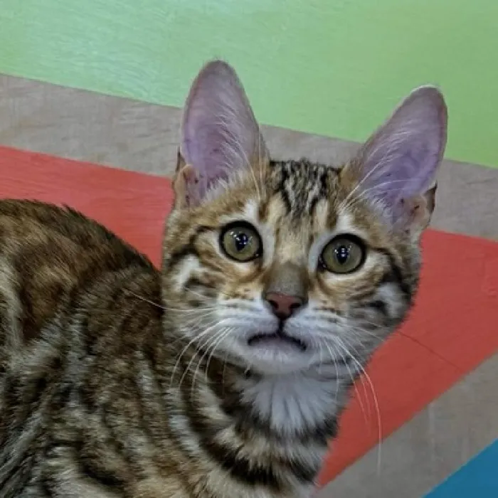 Female Bengal Kitten for Sale in Wichita, KS image