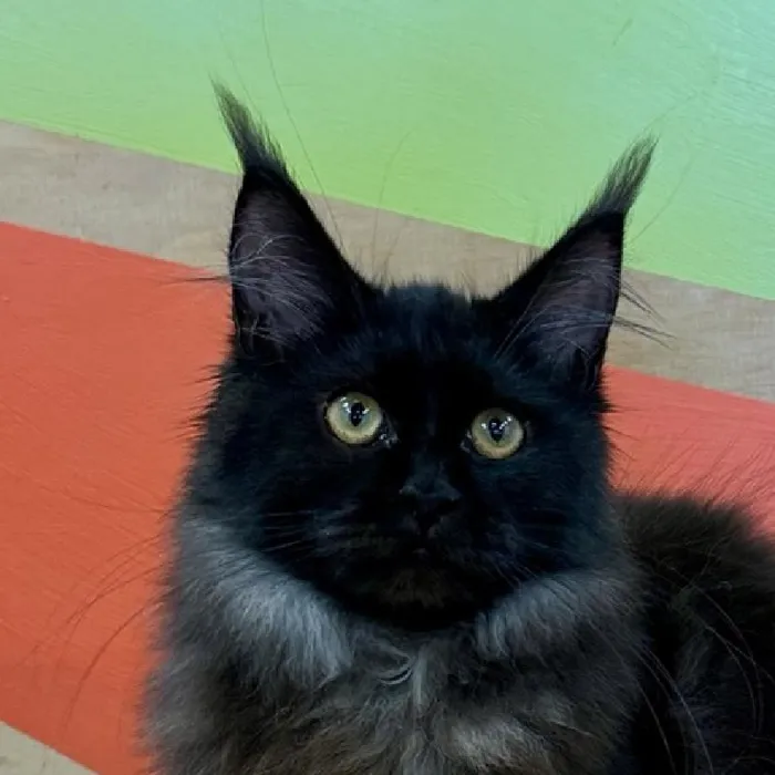Female Maine Coon Kitten for Sale in Wichita, KS