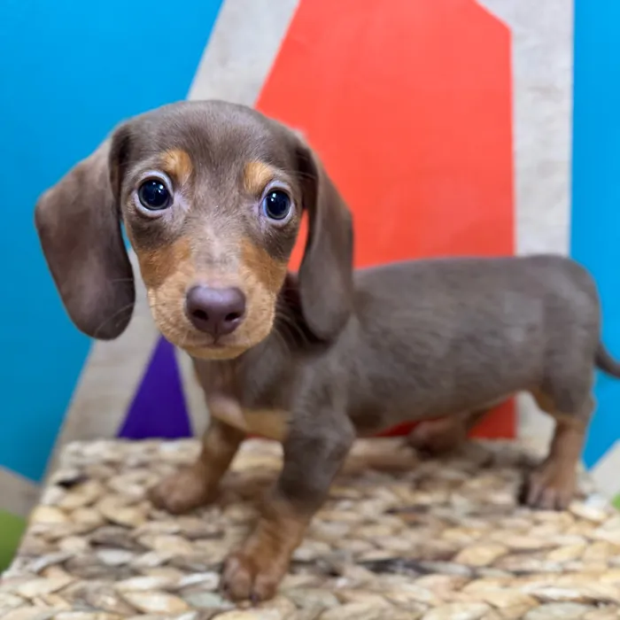 Male Mini Dachshund puppy named Frank for sale at Petland Rogers.