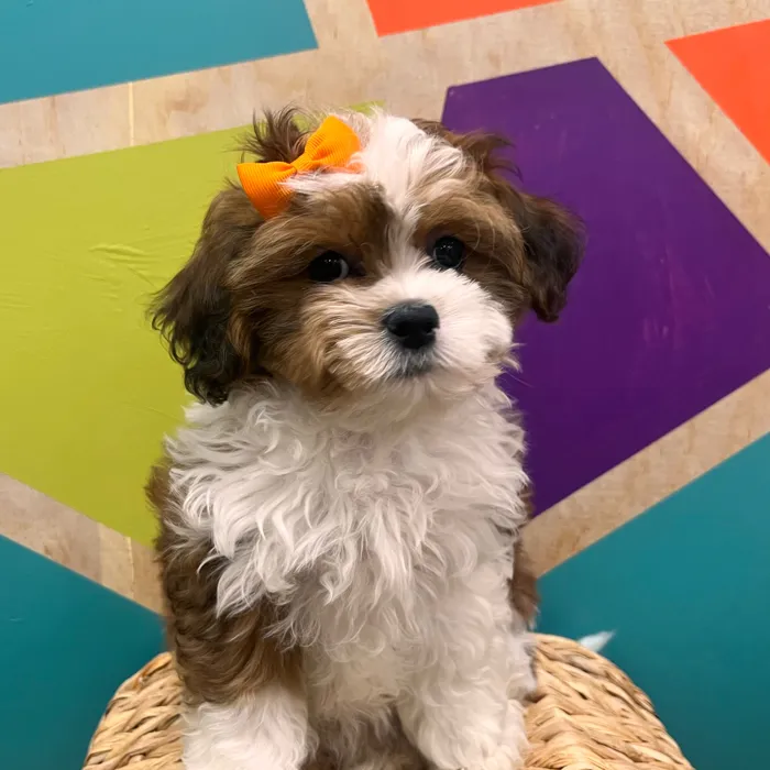 Female Shipoo puppy named Peggy for sale at Petland Wichita West.