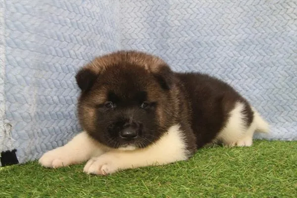 Male Akita puppy for sale at Petland Rogers.