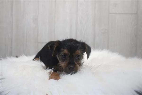 Female Silky Terrier puppy named Fawn for sale at Petland Wichita West.