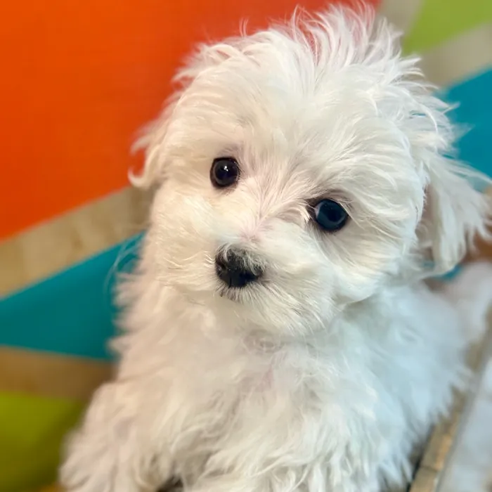 Male Maltese puppy named Marty for sale at Petland Rogers.