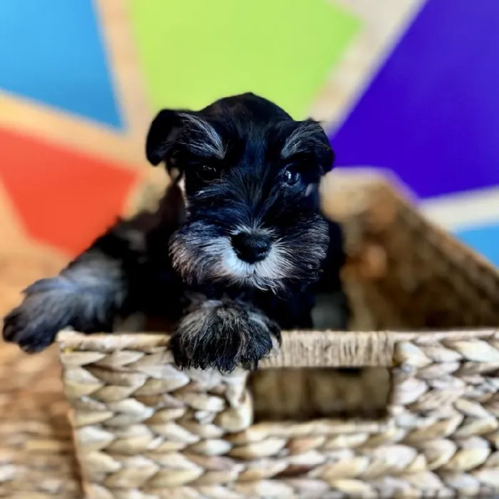 Male Mini Schnauzer puppy named Scott for sale at Petland Rogers.