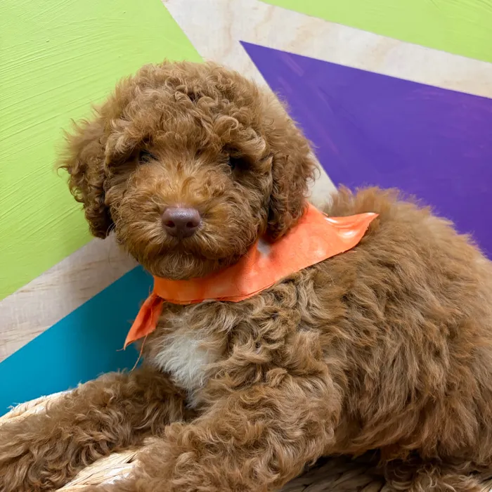 Male Mini Poodle puppy named Griffin for sale at Petland Wichita West.
