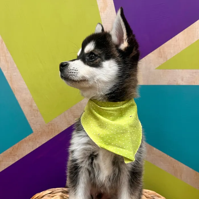 Male Alaskan Klee Kai puppy named Michael for sale at Petland Wichita West.