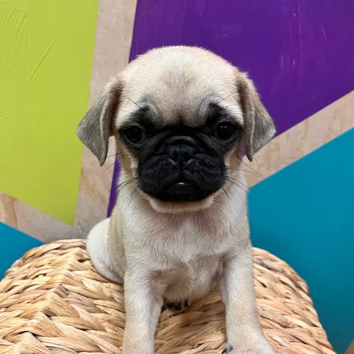 Female Pug puppy named Paisley for sale at Petland Wichita West.