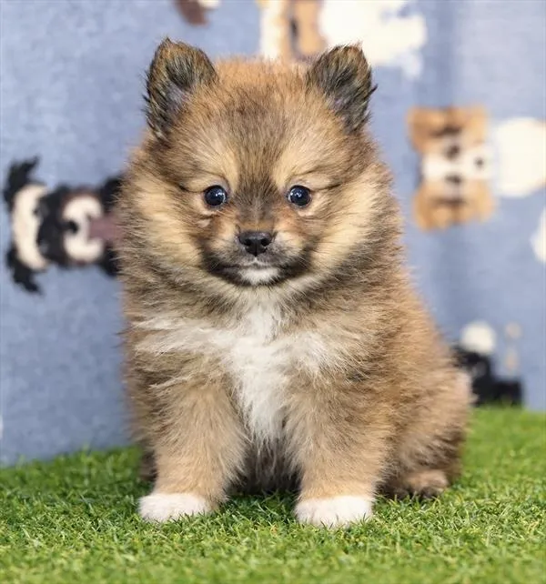 Female Pomeranian puppy named Chloe for sale at Petland Wichita West.