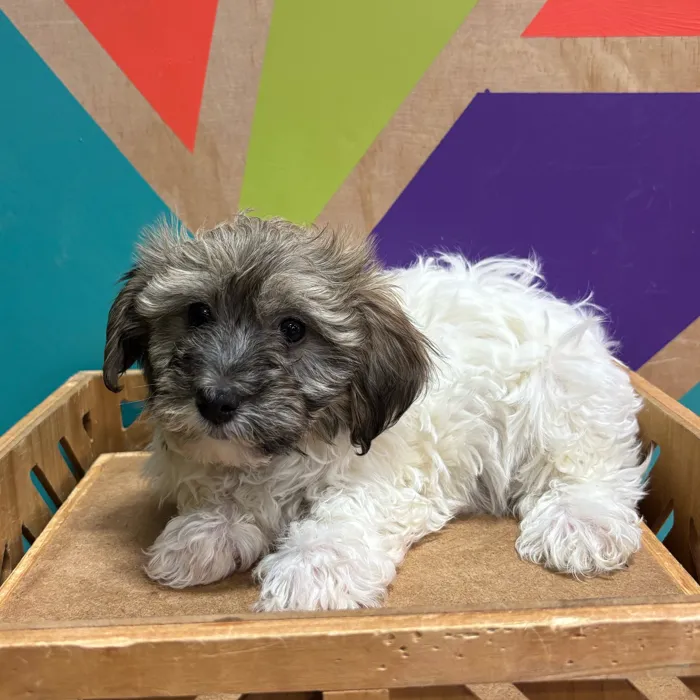Male Havanese puppy named Harold for sale at Petland Joplin.