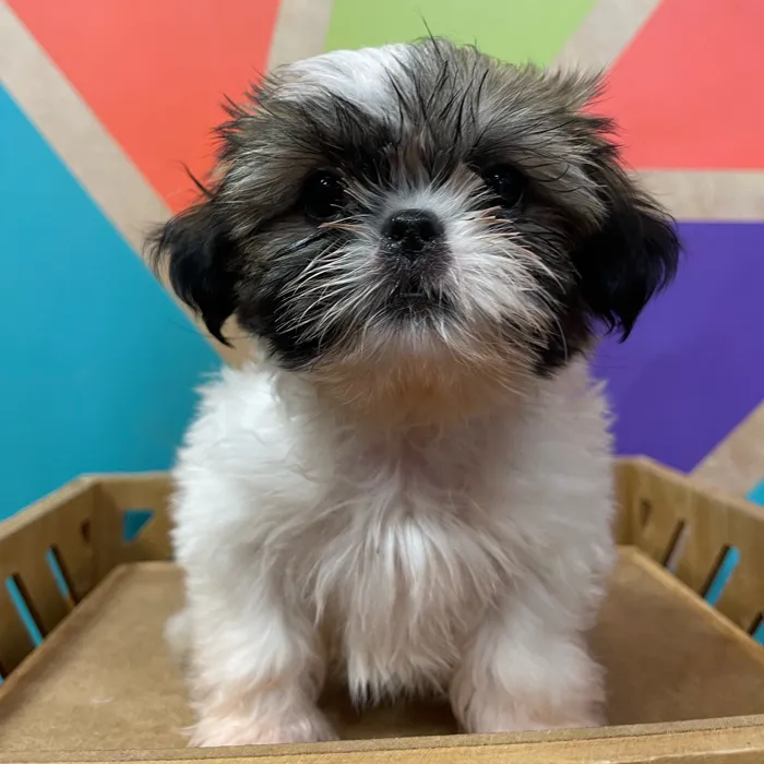 Male Shih Tzu puppy named Lawrence for sale at Petland Rogers.