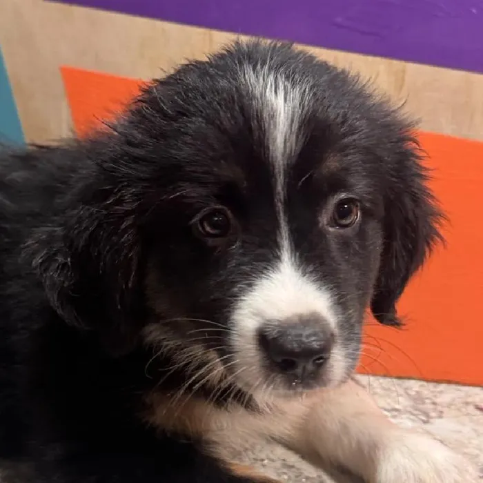Female Mini Aussie puppy named Ann for sale at Petland Fayetteville.