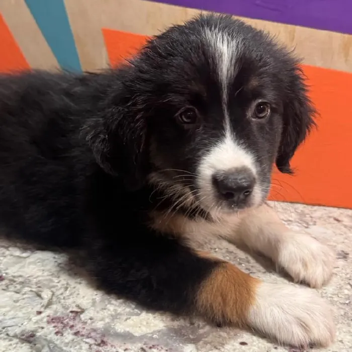 Female Mini Aussiedoodle puppy named Roo for sale at Petland Rogers.