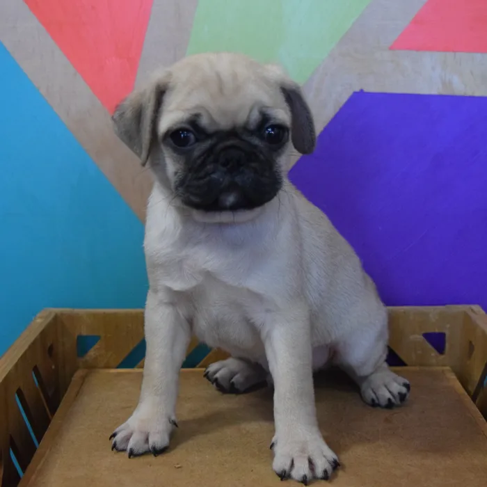 Male Pug puppy named Tom for sale at Petland Joplin.