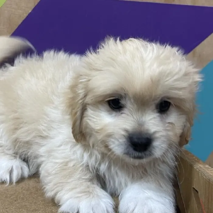Male Peke-A-Poo puppy named Ezra for sale at Petland Fayetteville.