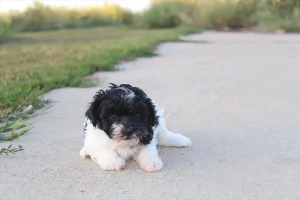 Male Mini Poodle puppy for sale at Petland Rogers.