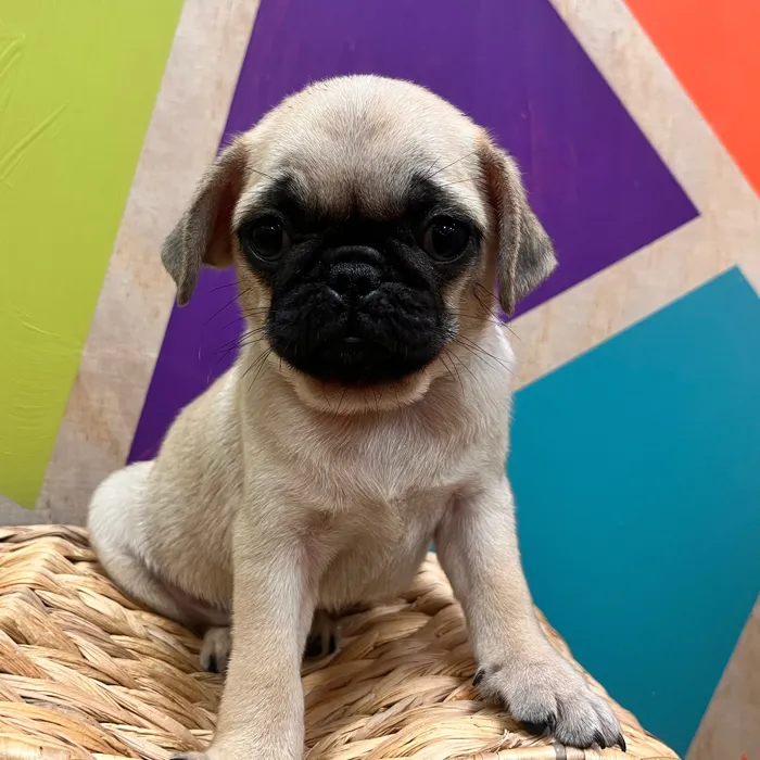 Female Pug puppy named Paisley for sale at Petland Wichita West.