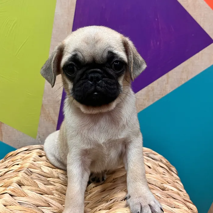 Female Pug puppy named Paisley for sale at Petland Wichita West.