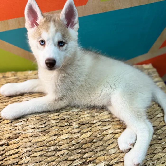 Female Siberian Husky puppy named Azul for sale at Petland Rogers.
