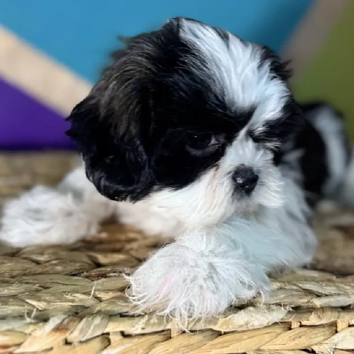 Female Shih Tzu puppy named Kori for sale at Petland Fayetteville.