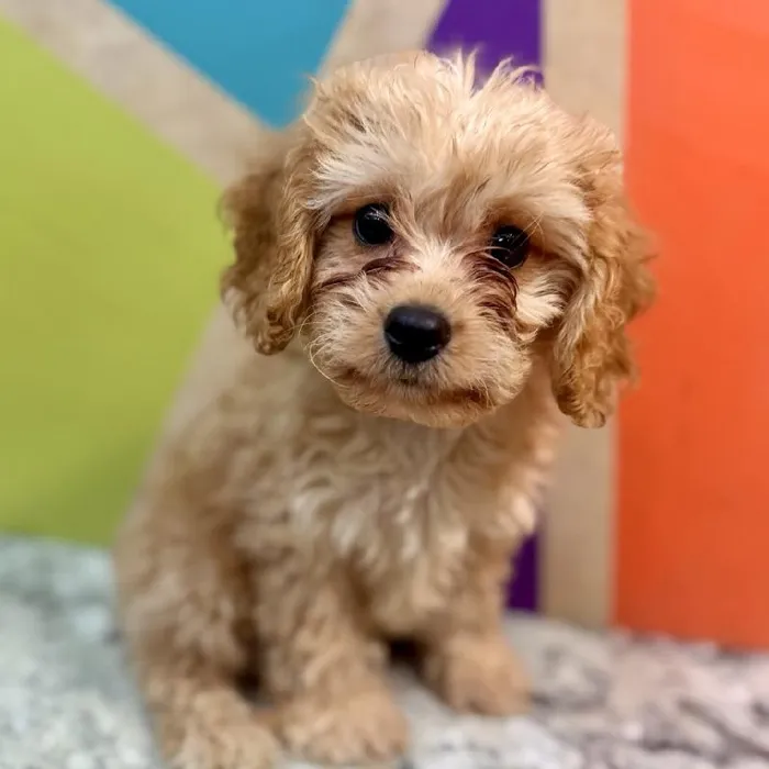 Male Cavachon puppy named Bryce for sale at Petland Rogers.