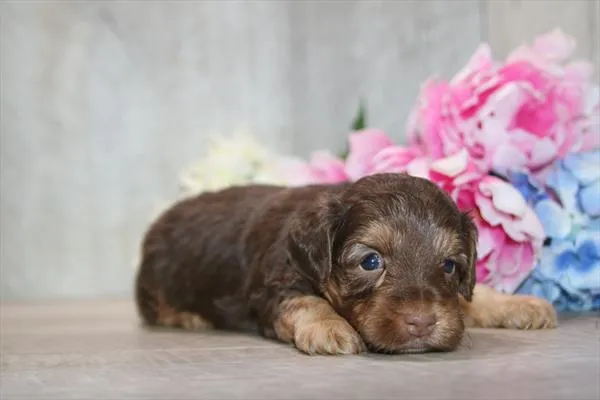 Male Yorkie-Poo puppy named Brownie for sale at Petland Rogers.