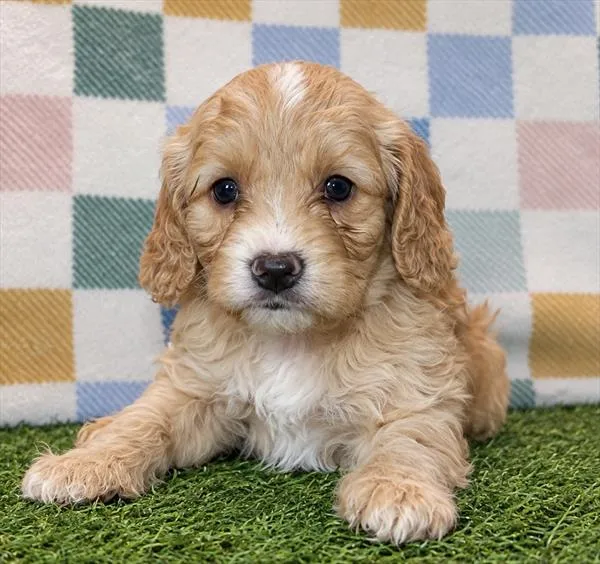 Male Cavapoo puppy for sale at Petland Rogers.