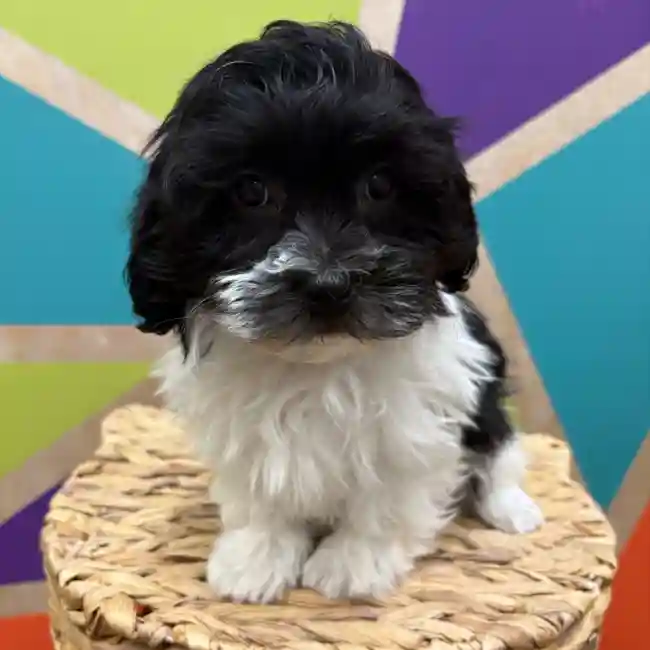 Male Havanese puppy named Javier for sale at Petland Wichita West.