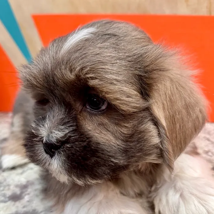 Male Lhasa Apso puppy named Greyson for sale at Petland Rogers.