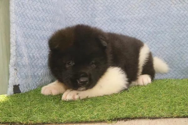 Female Akita puppy for sale at Petland Joplin.