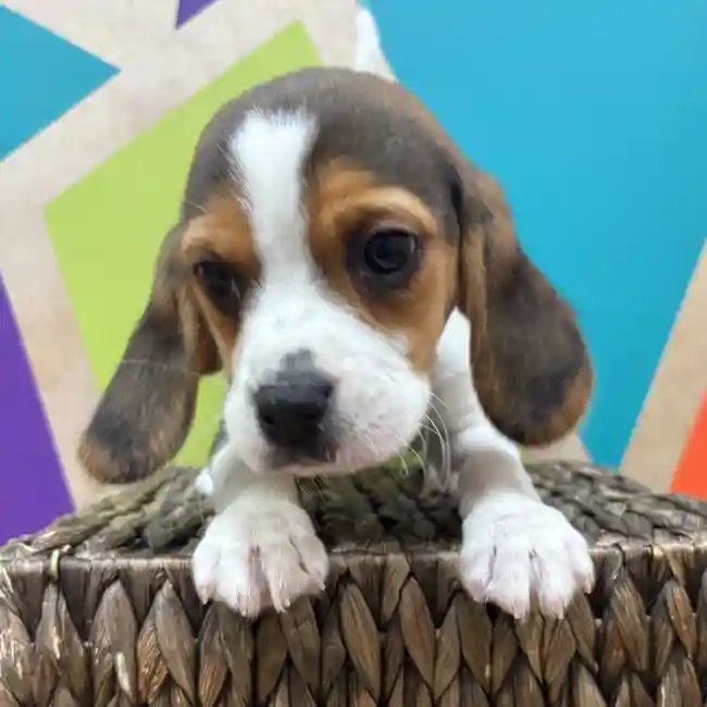 Female Beagle puppy named Phoebe for sale at Petland Wichita West.