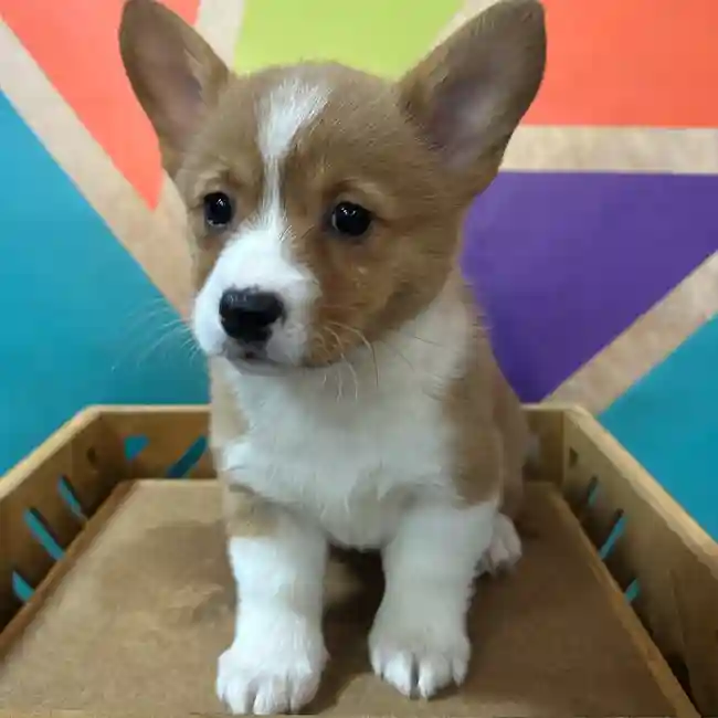 Female Pembroke Welsh Corgi puppy named Gina for sale at Petland Rogers.