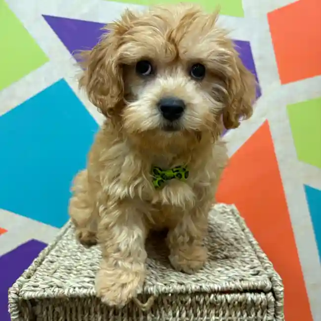 Male Cavapoo puppy named Tobias for sale at Petland Wichita West.