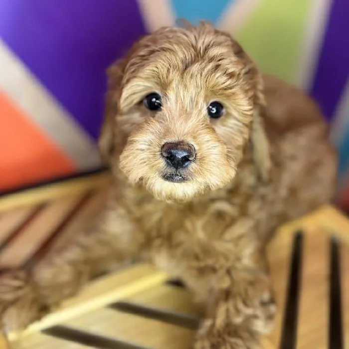 Female Mini Goldendoodle puppy named Liz for sale at Petland Fayetteville.
