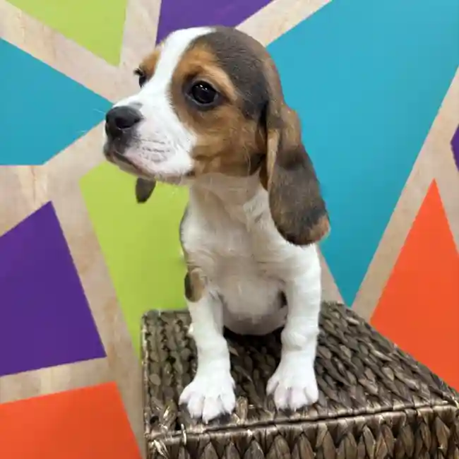 Female Beagle puppy named Phoebe for sale at Petland Wichita West.