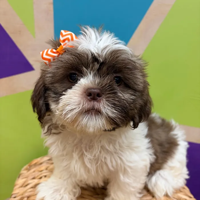 Female Shih Tzu puppy named Carly for sale at Petland Wichita West.