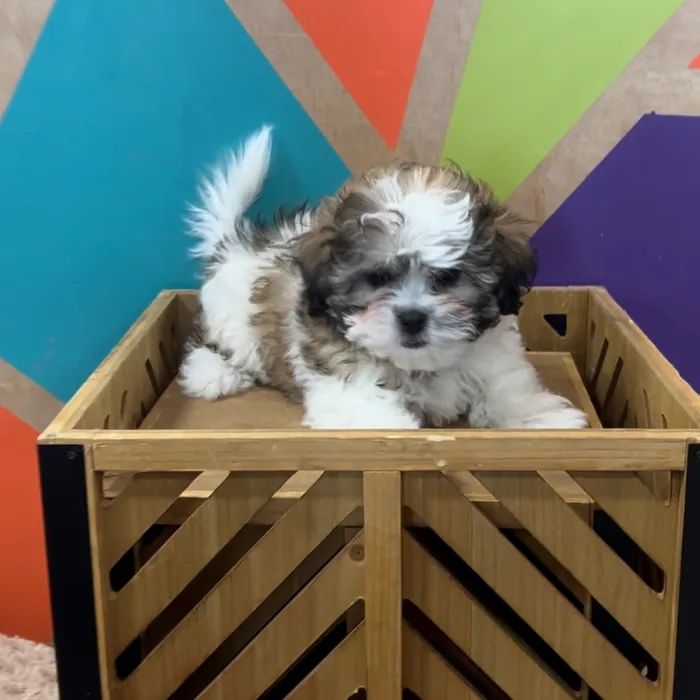Female Teddy Bear puppy named Tilly for sale at Petland Fayetteville.