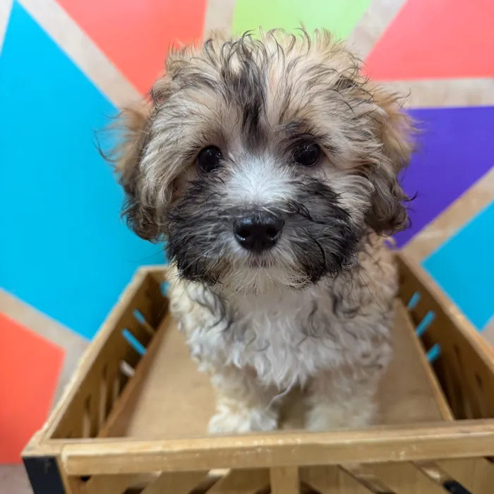 Female Maltipoo puppy named Myla for sale at Petland Joplin.