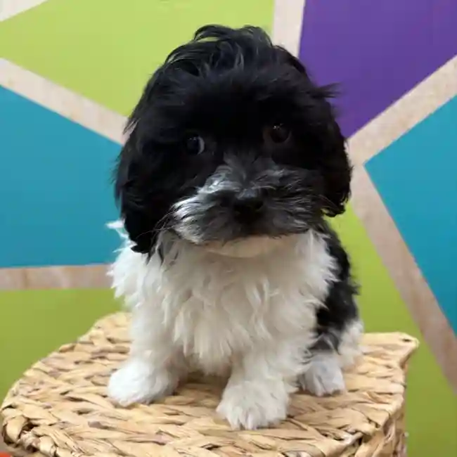Male Havanese puppy named Javier for sale at Petland Wichita West.
