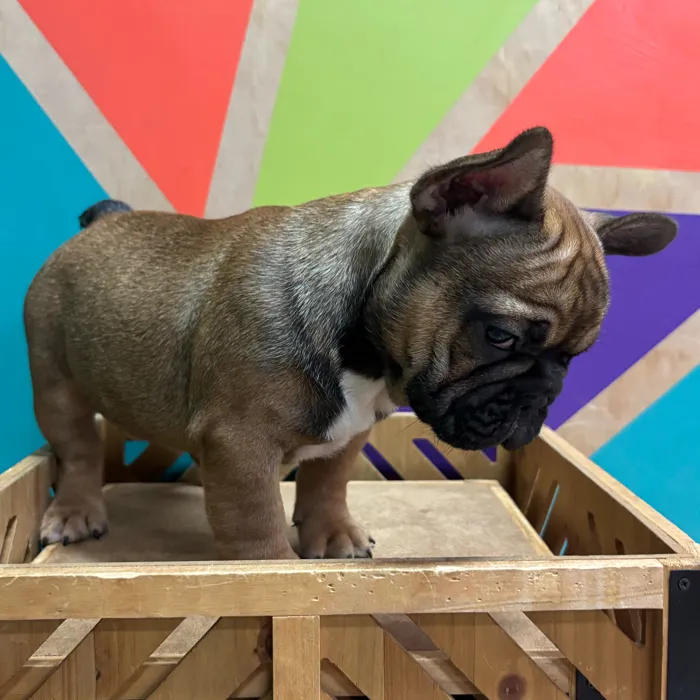 Male French Bulldog puppy named Gregory for sale at Petland Wichita West.