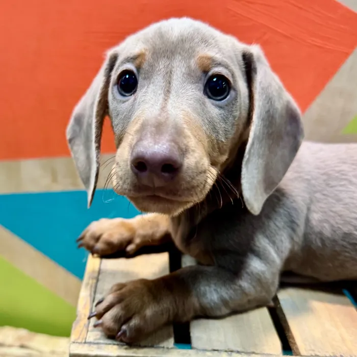 Male Dachshund puppy named Pablo for sale at Petland Fayetteville.