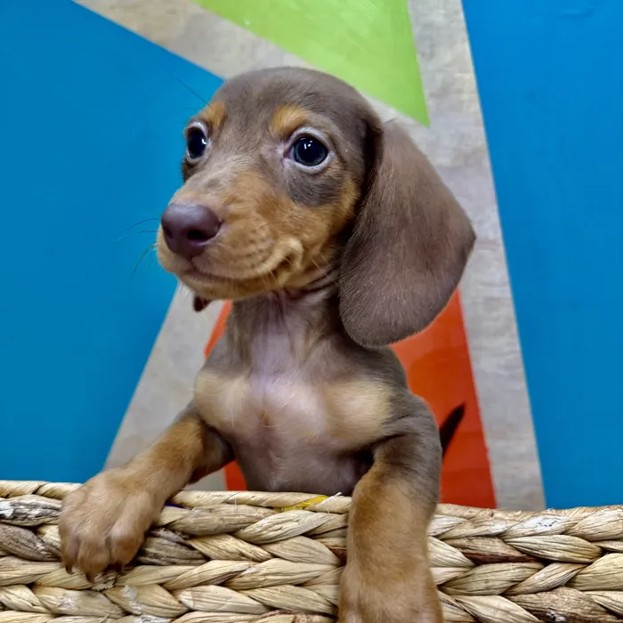 Male Mini Dachshund puppy named Frank for sale at Petland Rogers.