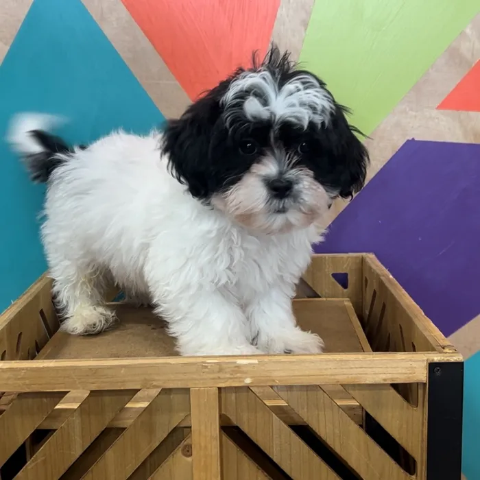 Male Shipoo puppy named Checkers for sale at Petland Joplin.