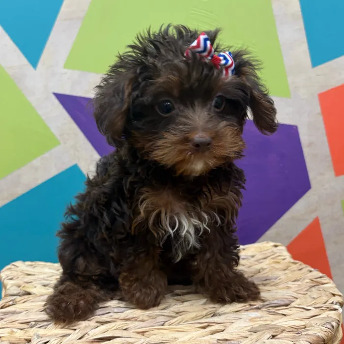 Male Toy Yorkie-Poo puppy named Chocolate Tony for sale at Petland Wichita West.