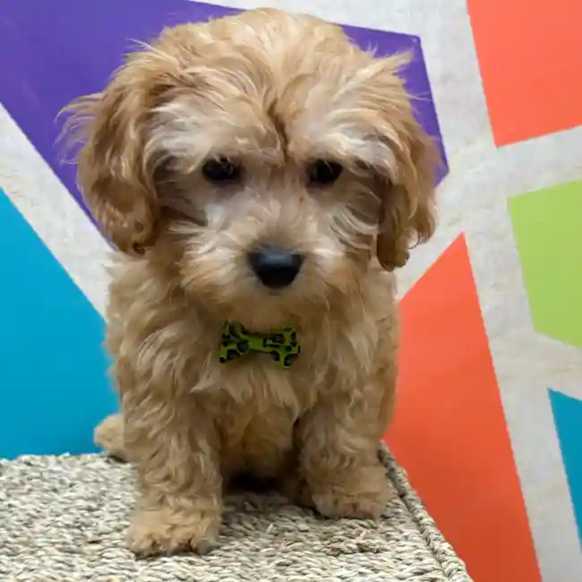 Male Cavapoo puppy named Tobias for sale at Petland Wichita West.