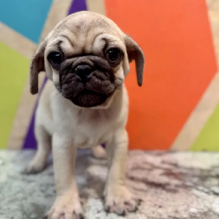 Male Pug puppy named Dale for sale at Petland Rogers.