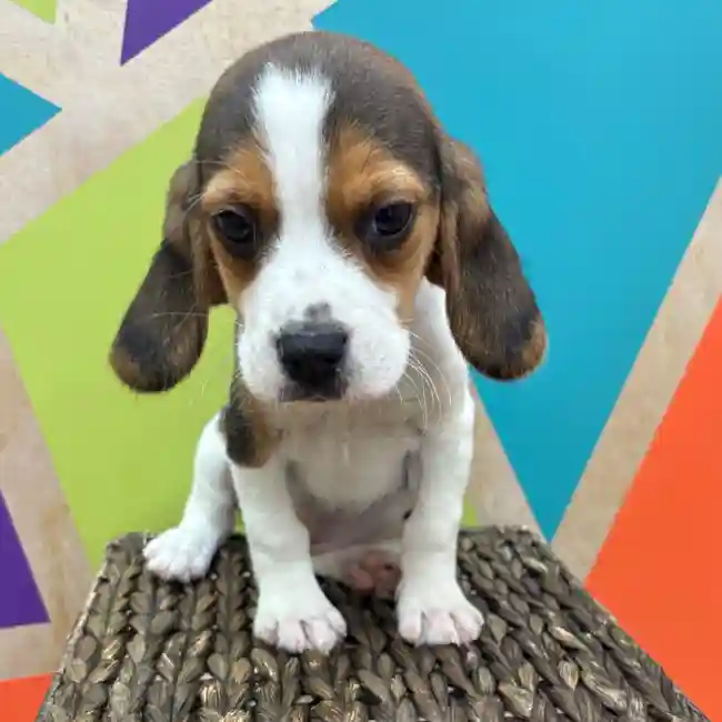 Female Beagle puppy named Phoebe for sale at Petland Wichita West.